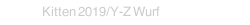 Kitten 2019/Y-Z Wurf